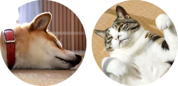 長兵衛®の「わんちゃんねこちゃん 福畳」